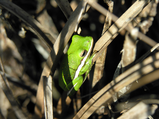 frog