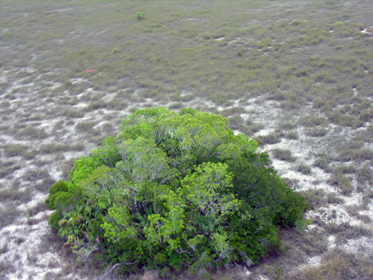tree island