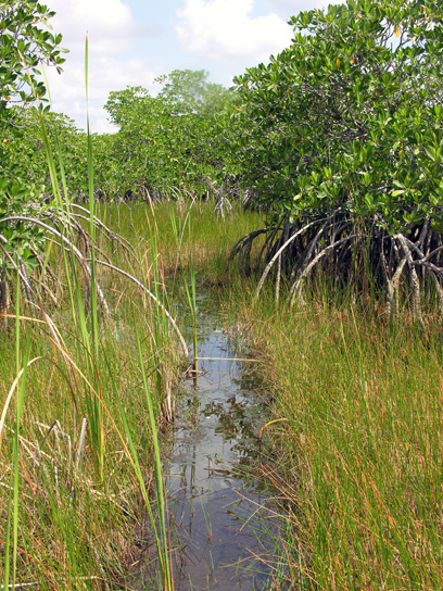 alligator trail