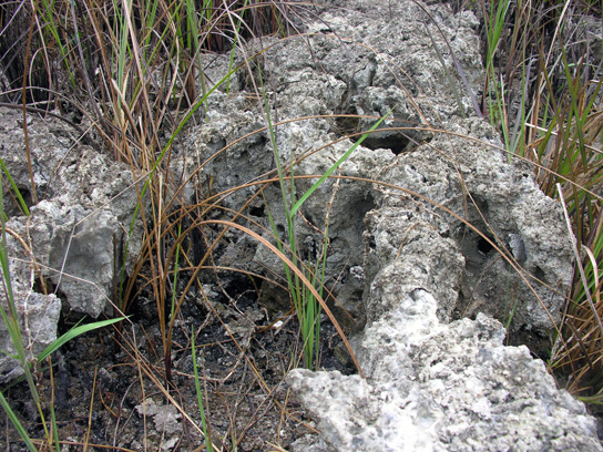 everglade mountains