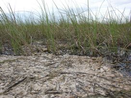 periphyton mound