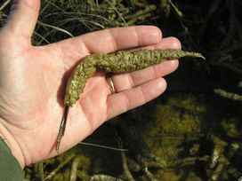 periphyton epiphytic