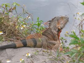 HERPS