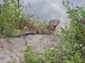 HERPS