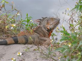 HERPS