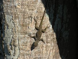HERPS