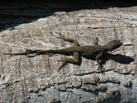 HERPS