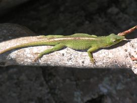 HERPS