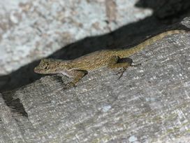 HERPS