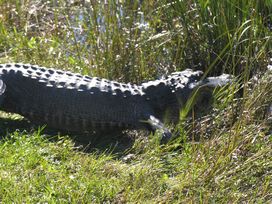HERPS