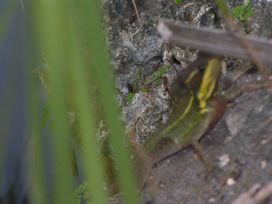 HERPS