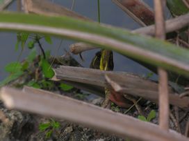 HERPS