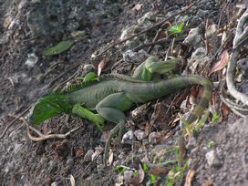 HERPS