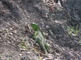 HERPS