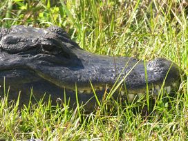 HERPS