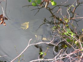 HERPS