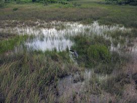Gator