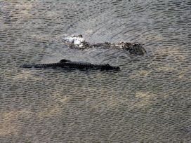Gator