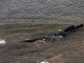 Gator