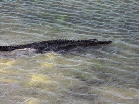 Gator