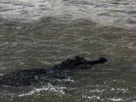 Gator