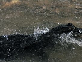 Gator