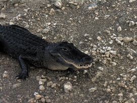 Gator
