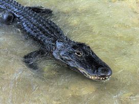 Gator