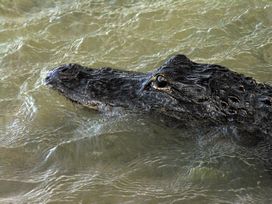 Gator