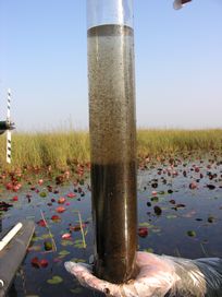 Soil core