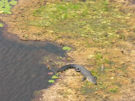 Gator