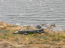 Gator