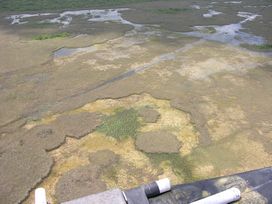 MARSH