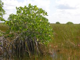 mangrove
