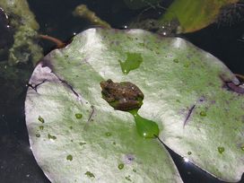 Cricket Frog