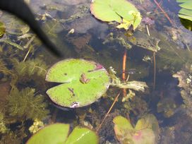 frog