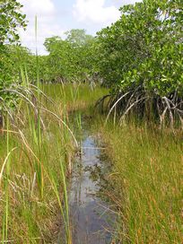 alligator trail