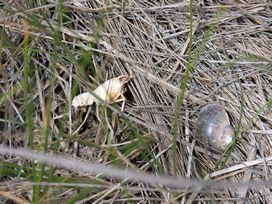 crawfish and snail