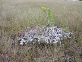 everglade mountains