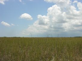 everglade sky