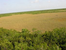 from the treetops
