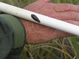 leech