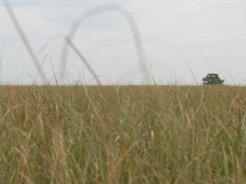 lonely tree