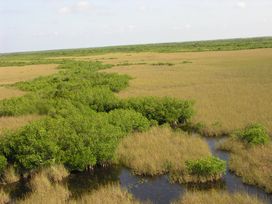 mangroves