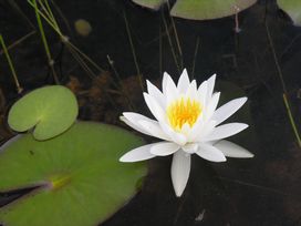 nymphaea