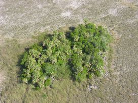 tree island