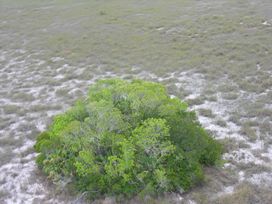 tree island