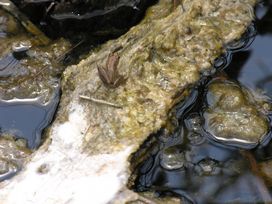 cricket frog