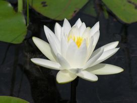 nymphaea